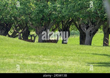 Hirsche bewachen eine Herde Damhirsche in einem Reservat. Stockfoto