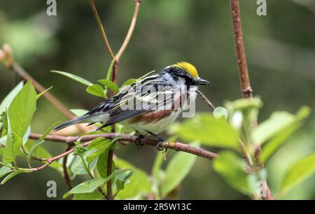 Nahaufnahme eines männlichen Kastanienschwänzers, der während der Frühlingswanderung in einem grünen Ast sitzt, Ontario, Kanada Stockfoto