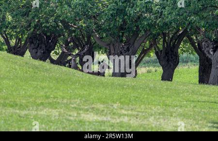 Hirsche bewachen eine Herde Damhirsche in einem Reservat. Stockfoto