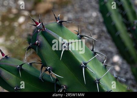 Makroaufnahme eines Kaktus Stockfoto