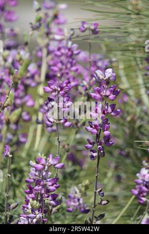 Silver Bush Lupine, Lupinus albifrons Varieté Albifrons, mit Frühlingsblüten in den San Rafael Mountains, einem einheimischen Strauch mit rasanten Blüten. Stockfoto