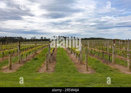 Eine malerische Weinbergslandschaft mit einem idyllischen bewölkten Himmel im Hintergrund Stockfoto