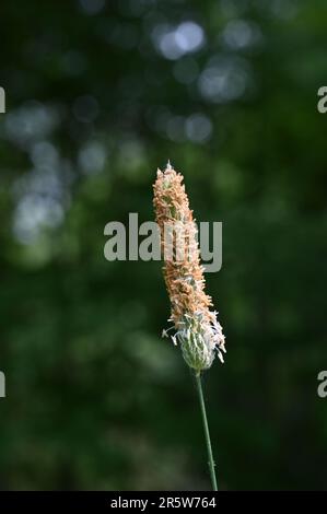 Nahaufnahme eines Grassamenkopfs Stockfoto