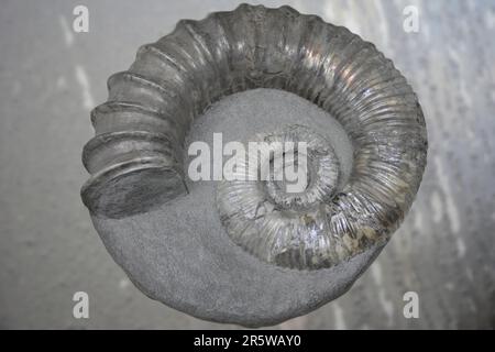 Ancyloceras war eine Art heteromorph-Ammonit, das in der unteren Kreidezeit lebte Stockfoto