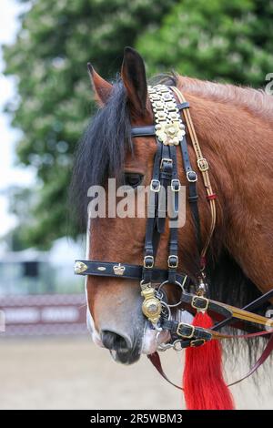 Drum Shire Horse Apollo bei der Royal Windsor Horse Show 2023, Aufführung mit den Household Cavalry, Blues und Royals Stockfoto
