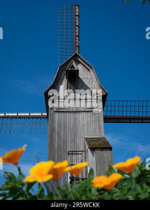 Eine Vertikale von Orangenblumen, die an einem sonnigen Tag in Frankreich gegen eine alte Windmühle wachsen Stockfoto