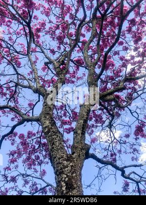 Details des wunderschönen rosafarbenen Trompetenbaums (Handroanthus heptaphyllus), Tabebuia pink in voller Blüte. Brasilianischer ipê-Baum in der Stadt Brasília Stockfoto