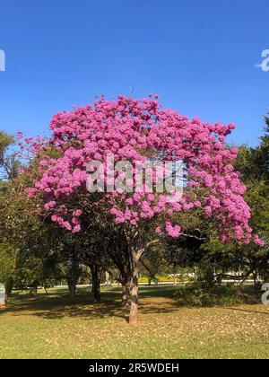 Details des wunderschönen rosafarbenen Trompetenbaums (Handroanthus heptaphyllus), Tabebuia pink in voller Blüte. Brasilianischer ipê-Baum in der Stadt Brasília Stockfoto