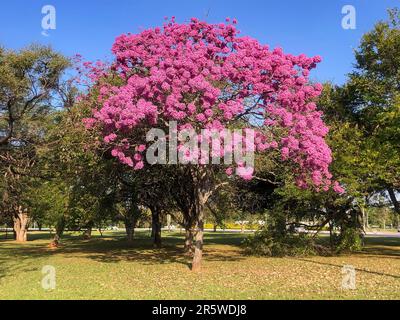 Details des wunderschönen rosafarbenen Trompetenbaums (Handroanthus heptaphyllus), Tabebuia pink in voller Blüte. Brasilianischer ipê-Baum in der Stadt Brasília Stockfoto