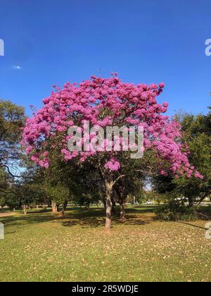 Details des wunderschönen rosafarbenen Trompetenbaums (Handroanthus heptaphyllus), Tabebuia pink in voller Blüte. Brasilianischer ipê-Baum in der Stadt Brasília Stockfoto