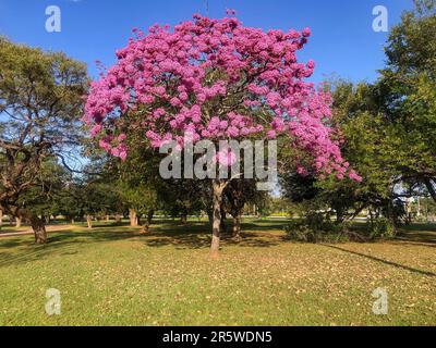 Details des wunderschönen rosafarbenen Trompetenbaums (Handroanthus heptaphyllus), Tabebuia pink in voller Blüte. Brasilianischer ipê-Baum in der Stadt Brasília Stockfoto