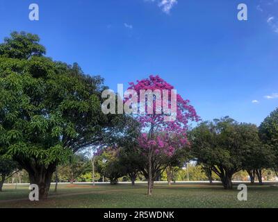 Details des wunderschönen rosafarbenen Trompetenbaums (Handroanthus heptaphyllus), Tabebuia pink in voller Blüte. Brasilianischer ipê-Baum in der Stadt Brasília Stockfoto