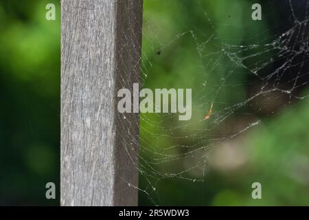 Eine Nahaufnahme eines Spinnennetzes auf einer Holzstange Stockfoto