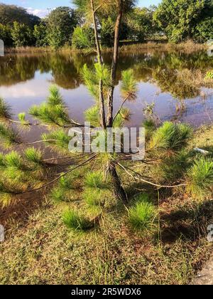 Grüne Spitze von Pinus sylvestris vor blauem Himmel. Sonniger Tag im Garten. Naturkonzept für Design. Selektiver Fokus. Stockfoto