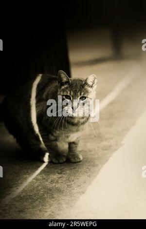 In der sepiarbenen Beleuchtung des warmen und sonnigen Tages steht eine Straßenkatze allein auf dem Asphalt. Nostalgie. Es erfasst die Essenz des Stree Stockfoto