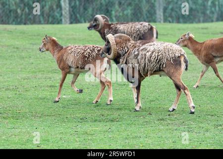 Tierbestände im Parque Zoologico Lecoq in der Hauptstadt Montevideo in Uruguay Stockfoto