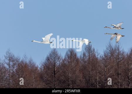 Eine Schar weißer Vögel, die durch einen leuchtend blauen Himmel über einem üppigen immergrünen Wald schweben Stockfoto