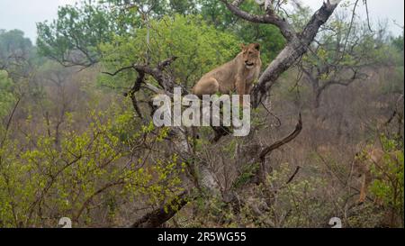 Ein majestätischer männlicher Löwe auf einem Baum in einem Naturschutzgebiet bei Tageslicht Stockfoto