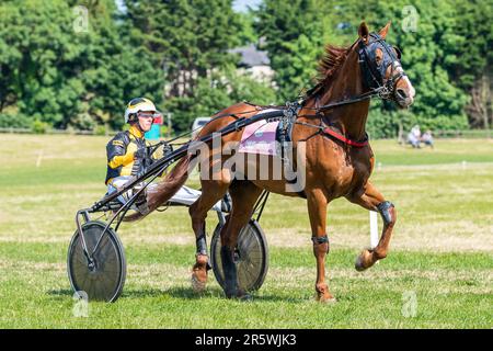 Lyre, West Cork, Irland. 5. Juni 2023. Die Irish Harness Racing Association (IHRA) veranstaltete in Lyre in der Nähe von Clonakilty über das Feiertagswochenende eine irische amerikanische Feier. Der Feiertag war der Abschlusstag mit einer 8-Dollar-Rennkarte und einer Menge Zuschauer. Das Rennen 7 wurde von „Elysium D'Ostal“ gewonnen, angetrieben von Martin Loughran. Kredit: AG News/Alamy Live News Stockfoto