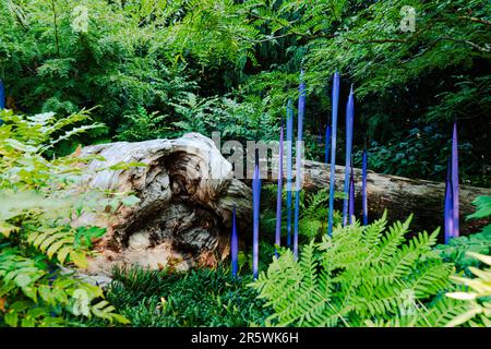 Ein großer Baum in einem dichten, grünen Wald, geschmückt mit lebendigen, violetten Zweigen Stockfoto