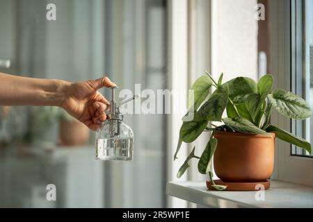 Frau sprüht Pflanzen in Blumentopf. Weibliche Hand, die Wasser auf die Scindapsus-Hauspflanze in Tontopf sprüht. Stockfoto