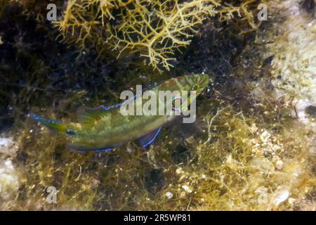 Okellierter Wrasse im natürlichen Lebensraum (Symphodus ocellatus) unter Wasser Stockfoto