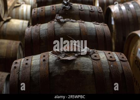 Ardbeg-Fässer reifen im Obligationslager, Ardbeg on Islay, Schottland. Stockfoto