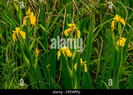 Gelbe Iris (Iris pseudacorus), die in einem sumpfigen Gebiet auf Spencer Island wächst, das Teil eines größeren Gebiets ist, das als Snohomish River Estuary, n Stockfoto