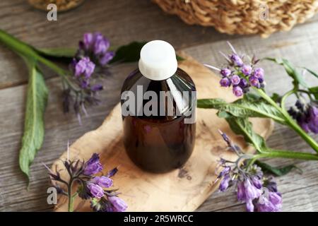 Eine dunkle Flasche Kräutertinktur mit frisch blühendem Beinkraut oder von Smphytum officinale Stockfoto