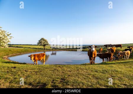 An einem sonnigen Sommerabend versammelten sich Rinder um einen Tauteich am Ditchling Beacon Stockfoto