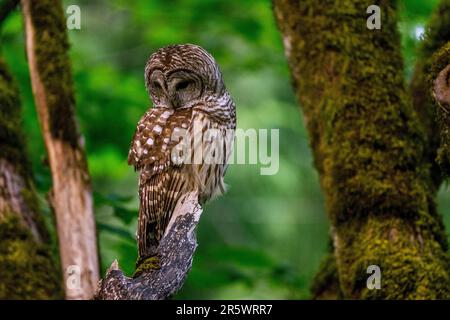 In Kirkland, Washington State, Uni, befindet sich eine Eulen, die in einem Park auf einem toten Baum liegt (Strix varia), auch bekannt als nördliche Eulen oder gestreifte Eule Stockfoto