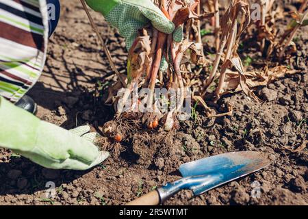 Nahaufnahme eines Gärtners, der Tulpenknollen im Sommergarten mit einer Schaufel ausgräbt. Pflanzenpflege. Saisonale Arbeiten im Freien Stockfoto