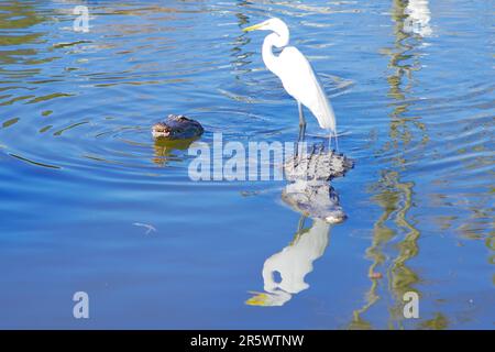 Ein weißer Vogel, der auf einem schwimmenden Baumstamm in einem See steht, starrt einen zweiten Vogel im nahe gelegenen Wasser an Stockfoto