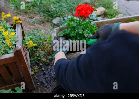 Nahaufnahme von Frauenhänden, die Geraniumblumen in einem Topf im Garten Pflanzen Stockfoto