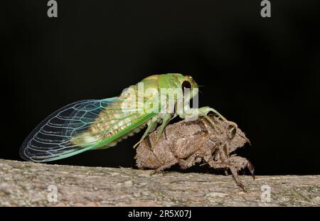 Cicada, die nachts aus einer Exvia-Muschel auf einem Crepe Myrtle Baum in Houston, TX, auftaucht. Gemeine laute Insekten, die in den wärmeren Monaten weltweit zu finden waren. Stockfoto