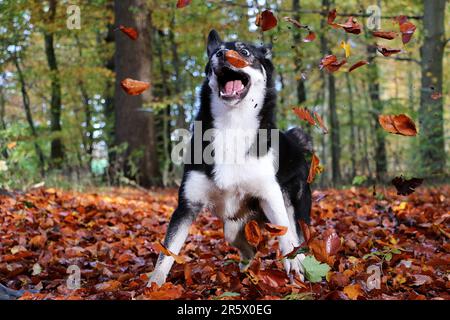 Ein schwarz-weißer Hund, der im Wald mit bunten Herbstblättern spielt Stockfoto