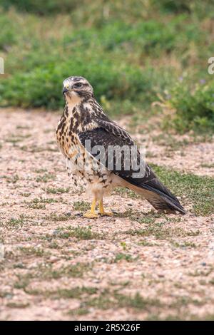 Der junge, unreife Swainson's Hawk (Buteo swainsoni), der im Sommer auf einer unbefestigten Straße nach Grashümern jagt, liegt in Lakewood Colorado USA. Stockfoto