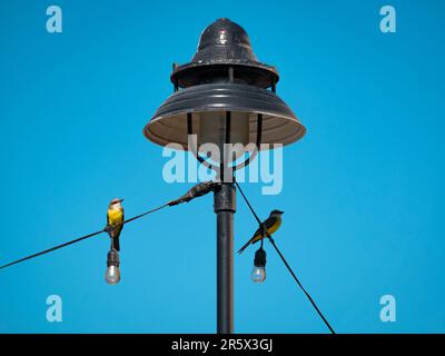 Große Kiskadee (Pitangus sulfuratus) Passerinvögel in der Tyrannen Flycatcher Familie Tyrannidae, die auf einem Elektroseil tanzt Stockfoto