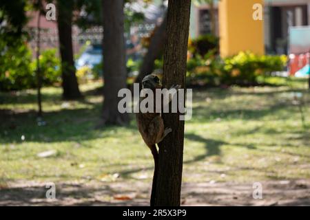 Ein Baumwoll-Tamarin (Saguinus ödipus) hängt vom Baum Stockfoto