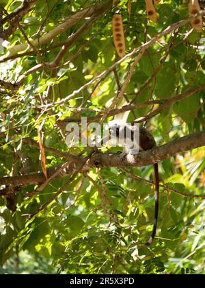 Ein Baumwoll-Tamarin (Saguinus ödipus) hängt vom Baum Stockfoto