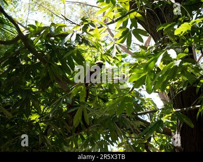 Ein Baumwoll-Tamarin (Saguinus ödipus) hängt vom Baum Stockfoto