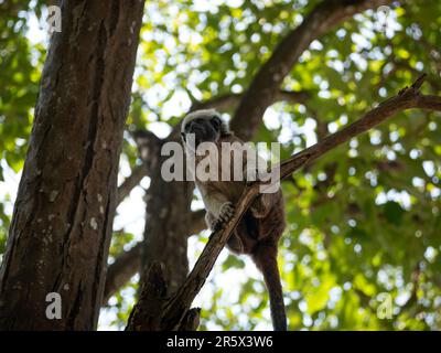 Ein Baumwoll-Tamarin (Saguinus ödipus) hängt vom Baum Stockfoto