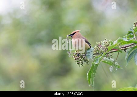 Eine Cedar Waxwing sammelt Seedhead Flusen von einem Strauch, um ihr Nest zu bauen. Stockfoto