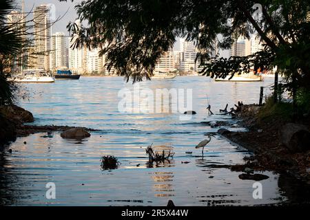 Der rötliche Egret (Egretta rufescens) sucht nach Essen an der Küste Stockfoto