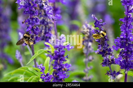 Zwei Hummeln, eine dunkelgelbe Farbe, die andere neutraler, in einem natürlichen Garten mit Lavendelblumen, die zusammen bestäuben. Stockfoto