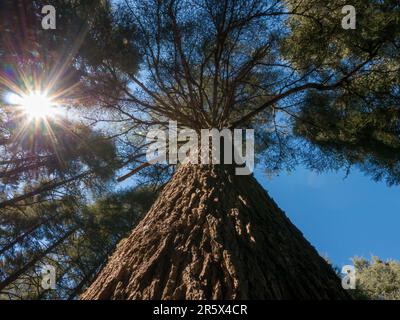 Blick aus dem niedrigen Winkel auf einen alten marokkanischen Zedernbaum (Cedrus atlantica) im Cedre Gouraud-Wald im mittleren Atlasgebirge bei Azrou, Marokko. Stockfoto