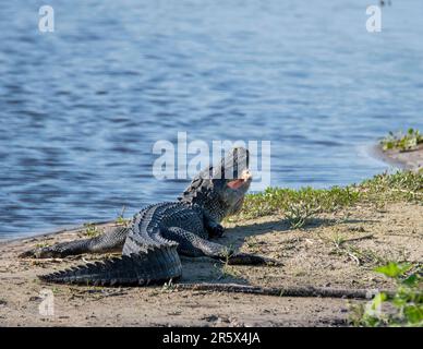 Amerikanischer Alligator, der sich am Ufer in der Sonne sonnt. Stockfoto