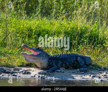 Amerikanischer Alligator, der sich am Ufer in der Sonne sonnt. Stockfoto