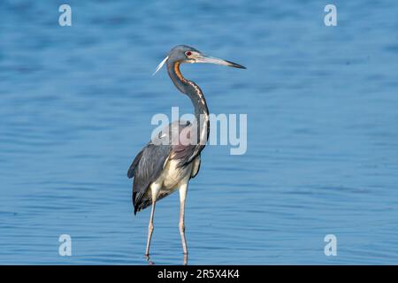 Dreifarbige Reiher watend in einem Sumpf auf der Suche nach Beute. Stockfoto