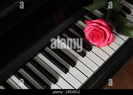 Wunderschöne rosa Rose auf den Klaviertasten, über der Aussicht Stockfoto